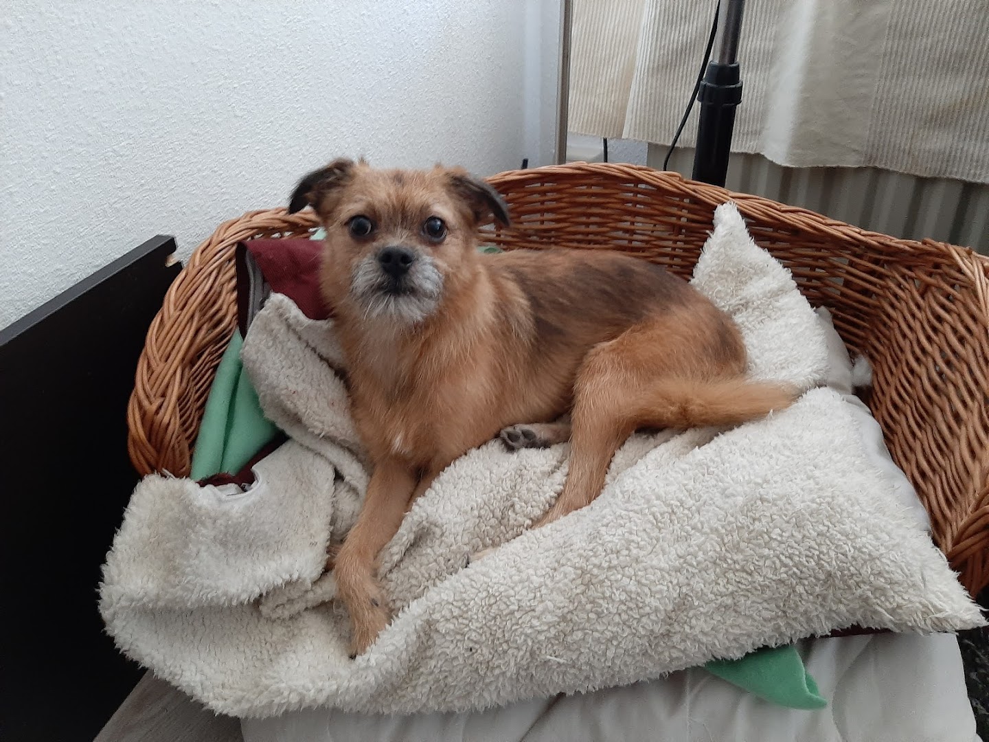 Hondje rust uit in een mandje