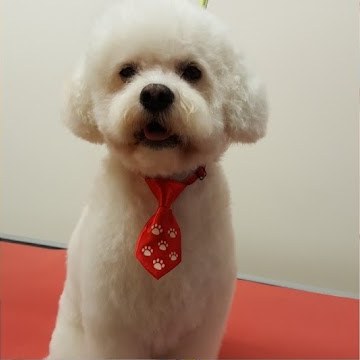 Witte Bichon met rood stropdasje