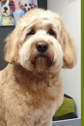 Een mooi getrimde Labradoodle bij Hondentrimsalon Does