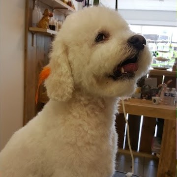 Doodle kijkt vrolijk omhoog