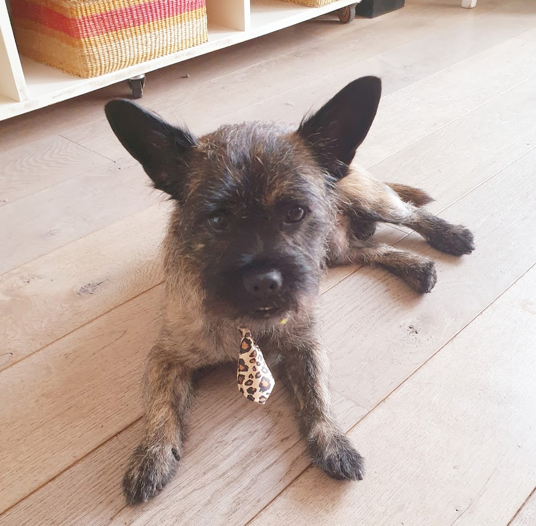 Een jonge pup in de trimsalon